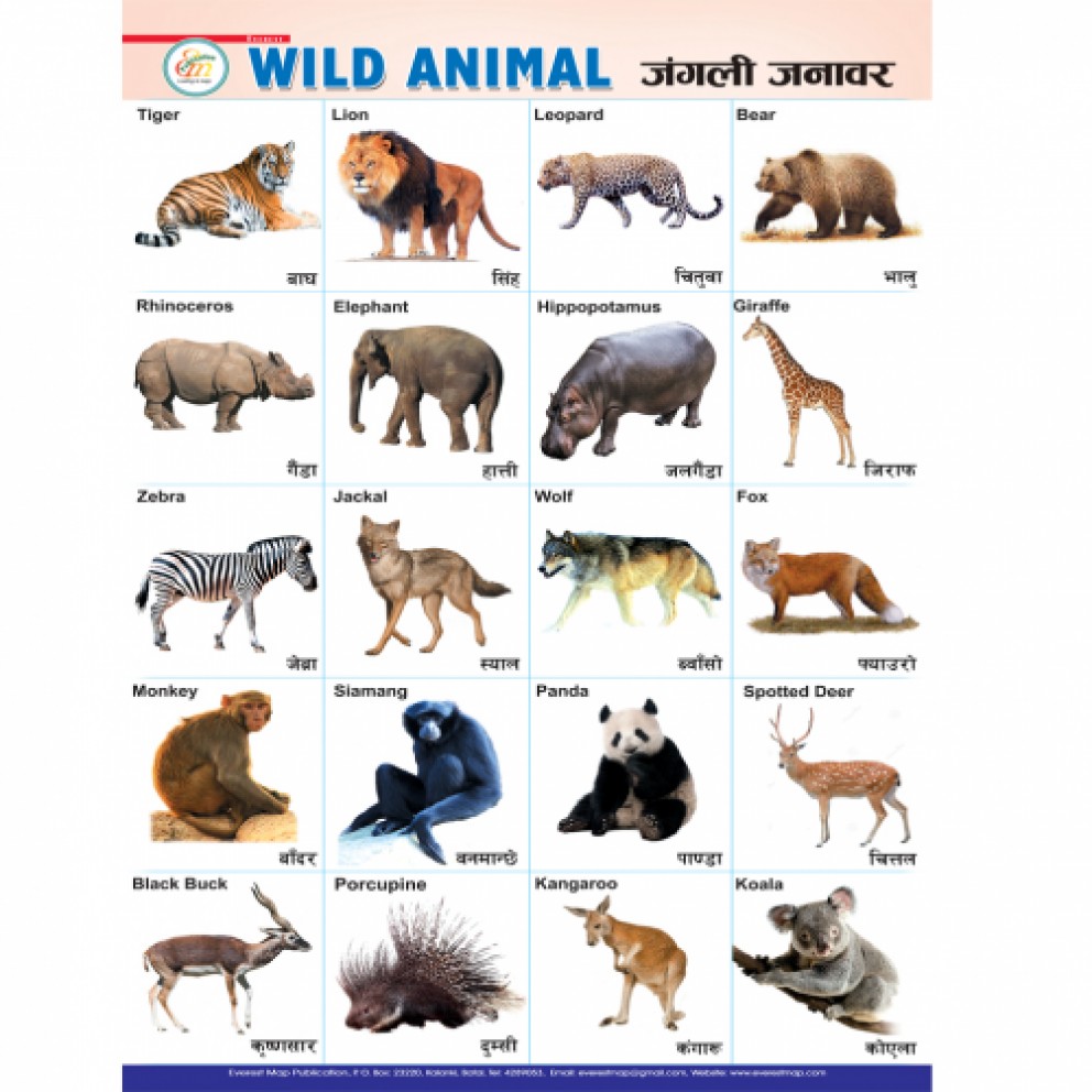 Wild Animals Pictures Chart